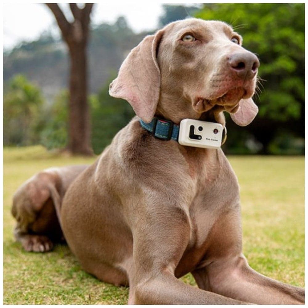 ENABOT GPS Tracker για Σκύλο ή Γάτα, Κίτρινο 8